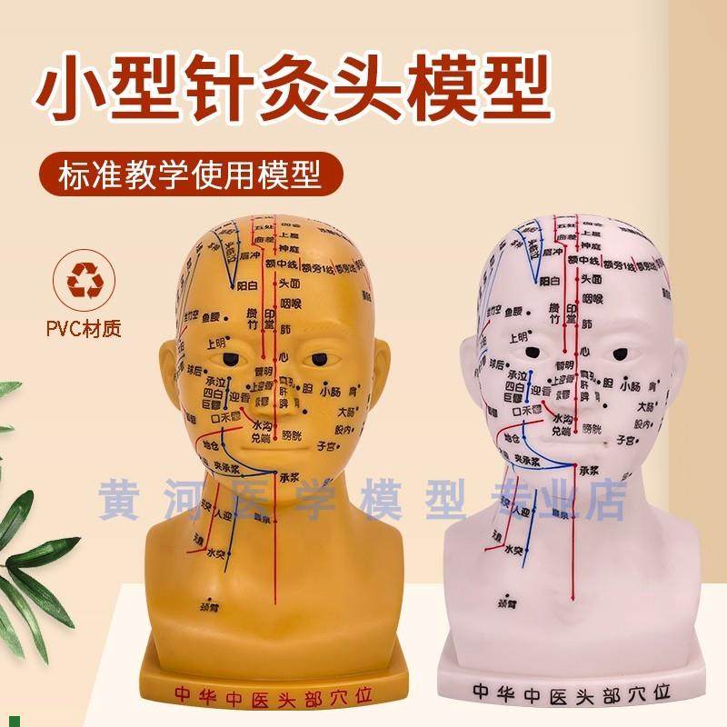 高清头部穴位模型针n灸刻字头模带穴位全脸面部假头腧穴人体按摩