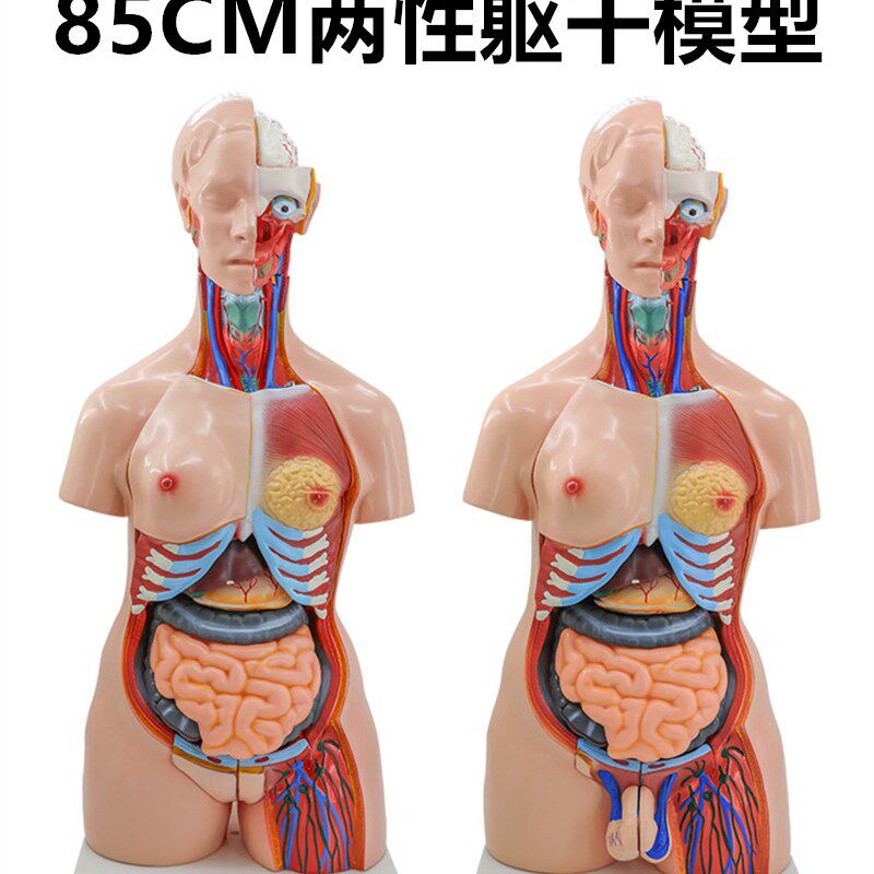 85CM人体器官系统解剖模型医学解剖系H统躯干内脏模型两性生殖互