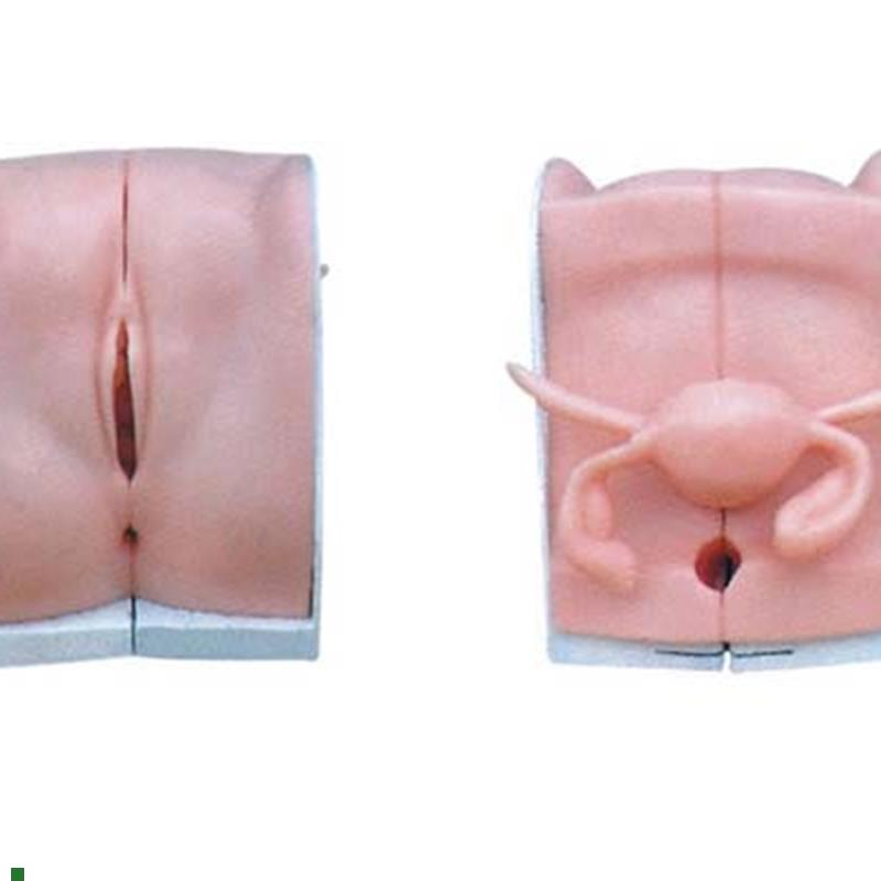 高级女性避孕器指导模型计划生育示教模具R女性内生殖器模型