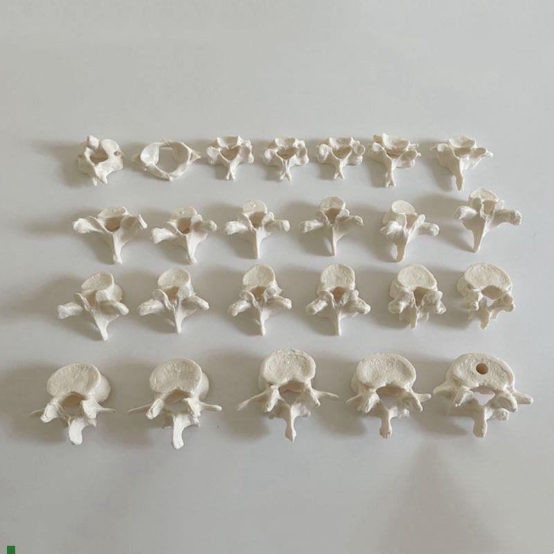 1:1脊椎模型散骨游离颈椎胸椎腰椎F脊柱仿真塑胶医用教具中医正骨