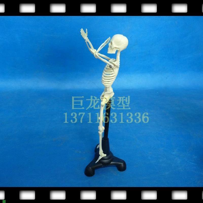 会防御的小f人体骨骼促销特人体骨骼教学模型20CM人体模型