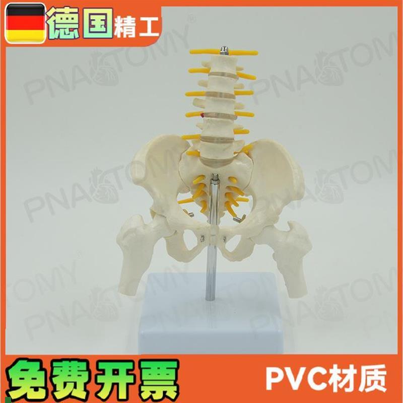 小型5节腰椎带骨盆股r骨脊神经骨骼模型妇产科骨科疼痛科标本
