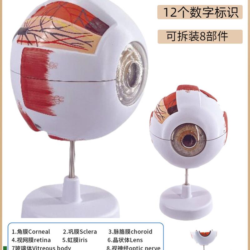 人眼球人a工模型6倍放大眼结构解剖眼模型教学仪器教学辅助医学