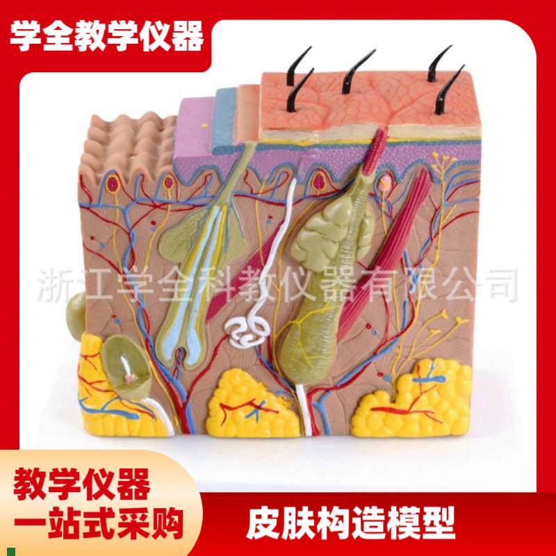 立体皮肤模型皮肤组织结构放大7A0倍人体皮肤医学教学模型皮肤模
