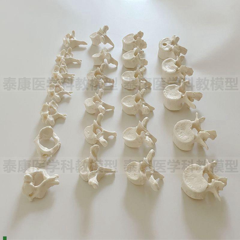 脊椎模型7节颈椎12节胸5节腰椎散骨盲人按摩Q正骨中医脊骨瑜伽教