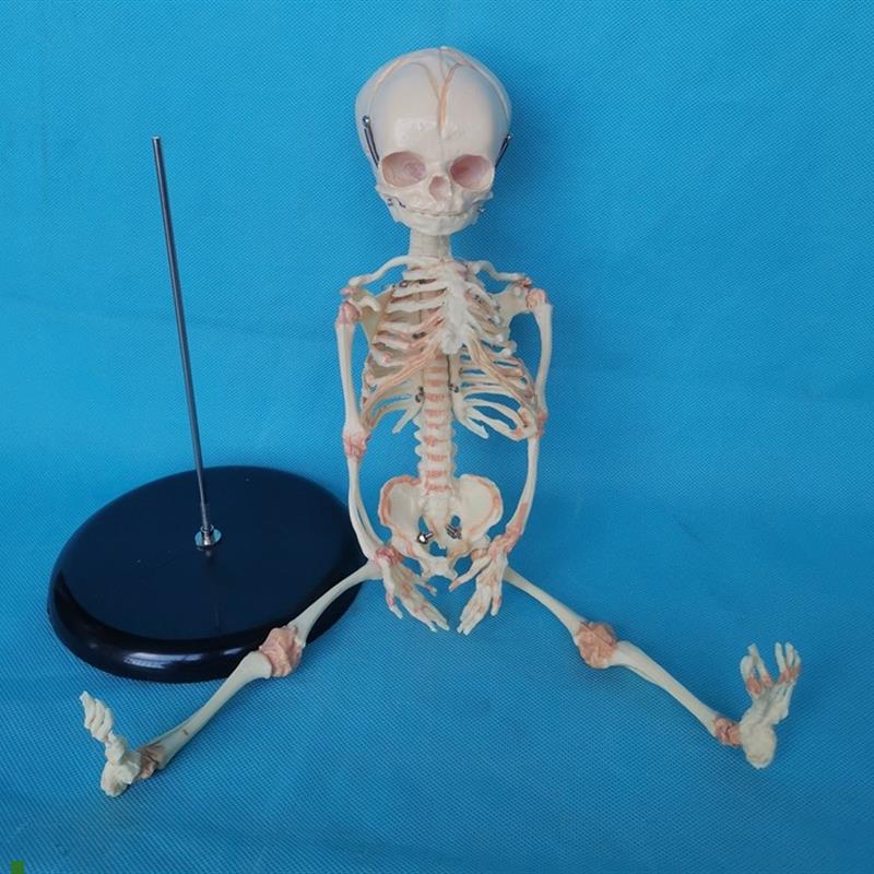 胎儿骨骼模型骨骼骨架D医用教学讲解人体模型