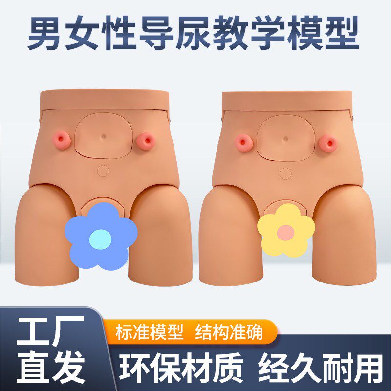 男女性导尿模型 插尿管模型 医学导尿技能操作护理U模特 灌肠模型