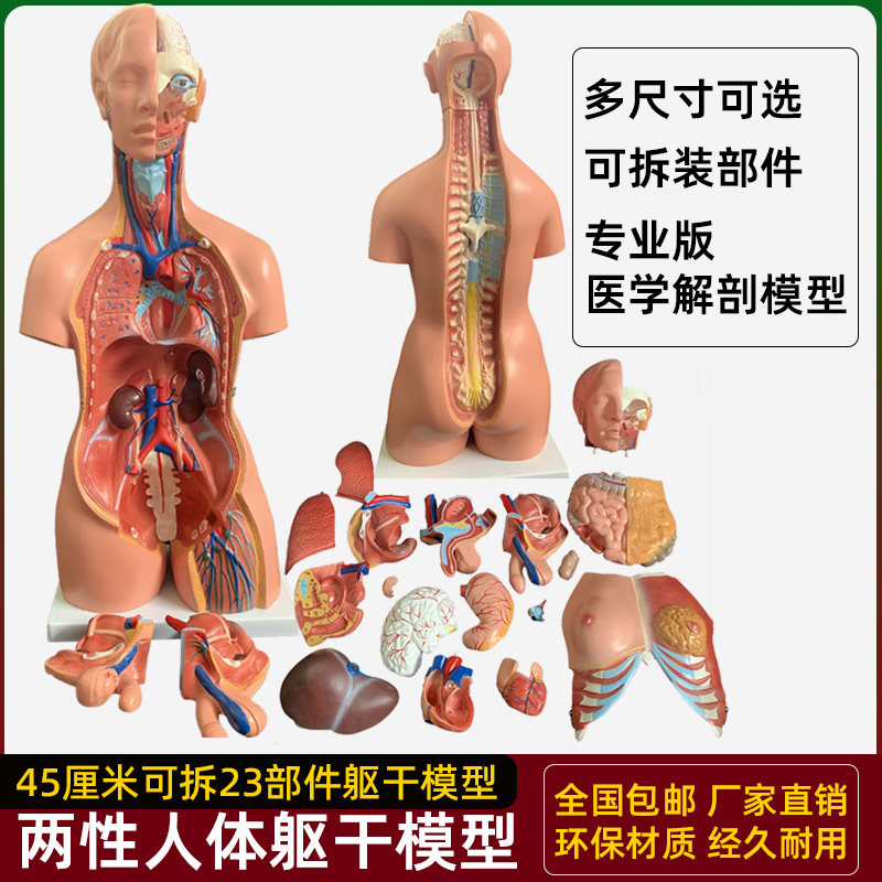 人体器官身体结构解剖模型医用仿真全身内脏拼装躯干W解刨玩具教
