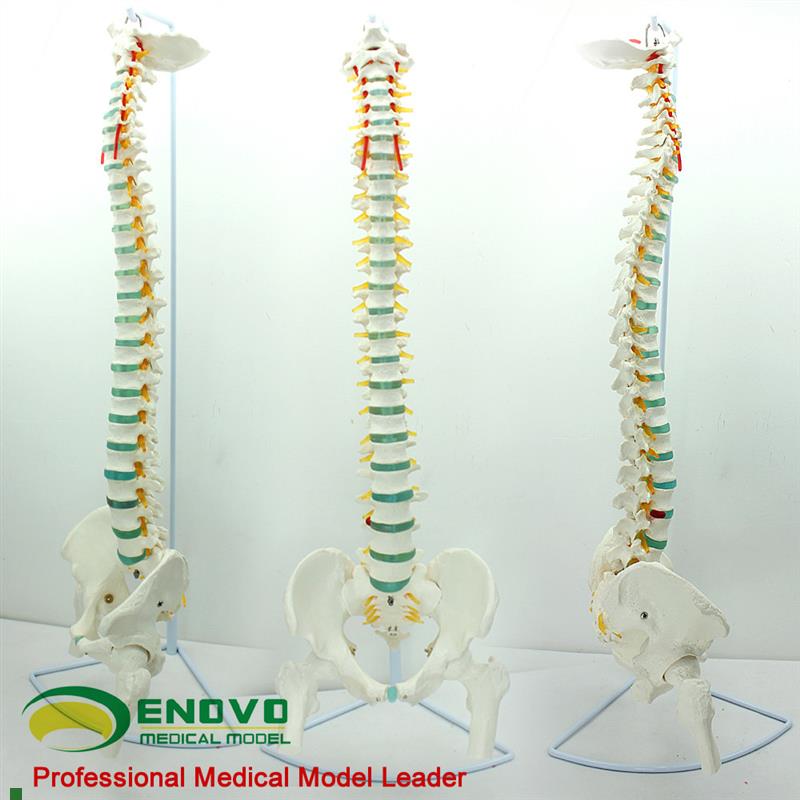 ENOVO颐诺医j学人体脊柱模型脊椎骨盆颈椎胸椎腰椎整骨科骨骼模型