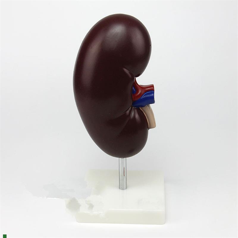 肾解剖附肾上腺模型