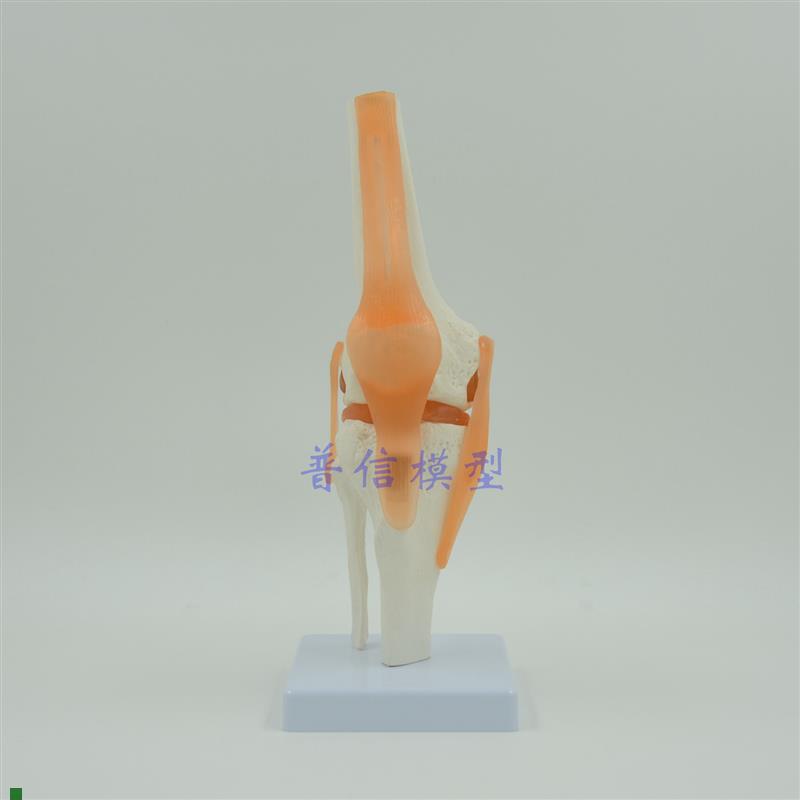 普信功能型膝关节演示模型骨科骨骼类教用医用.膝关节模型