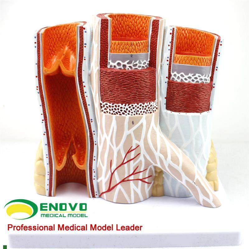 颐诺正品人体血管模型动脉与静脉解J剖放大模型动脉静脉结构