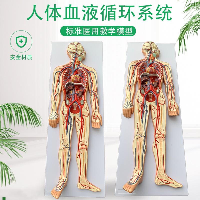 人体血液循环系统模型全身内脏器官解F剖教学教具心脏血管演示模