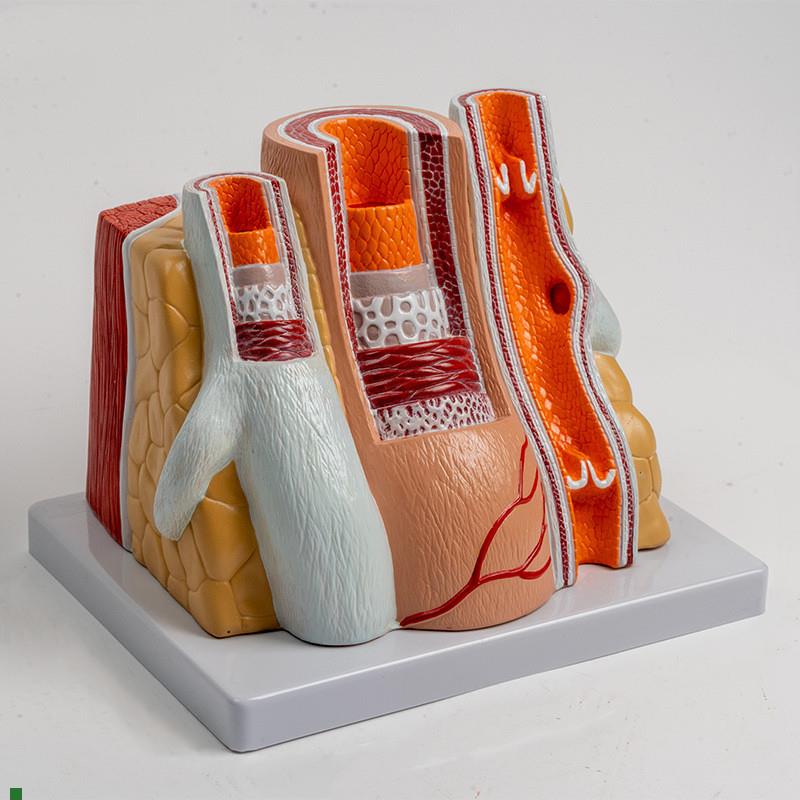 人体血管模型动脉管结构静脉v瓣血液循环系统冠状粥样脂肪沉积阻