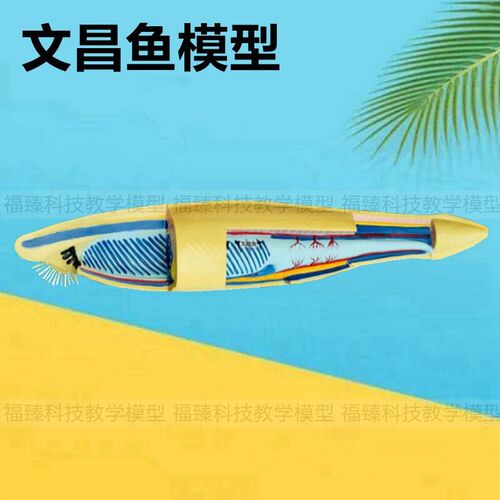 文昌鱼 鱼类标本 中学生物教育仪C器鱼类解剖动物水产科普展示内