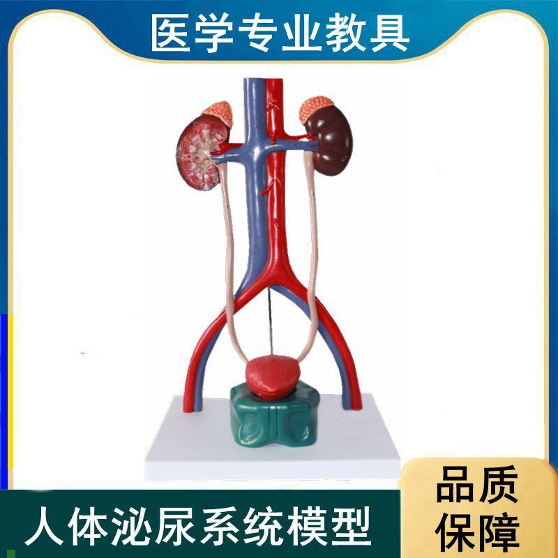 人体泌尿系统肾脏j输尿管膀胱桌上型临床医患示教医药促销科普展
