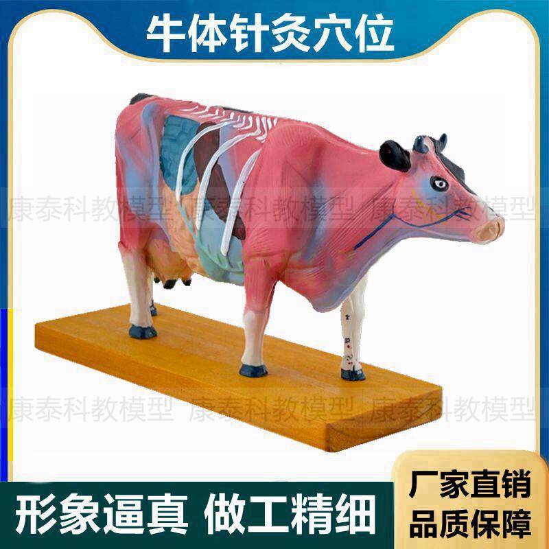 牛体针灸穴位仿真塑A胶畜牧兽医解剖内脏家禽狗猫猪动物犬体狗模