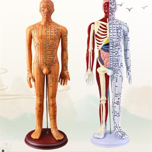 中医人体针灸模型60cm教学经A络腧穴模型培训师学习中医培训模型