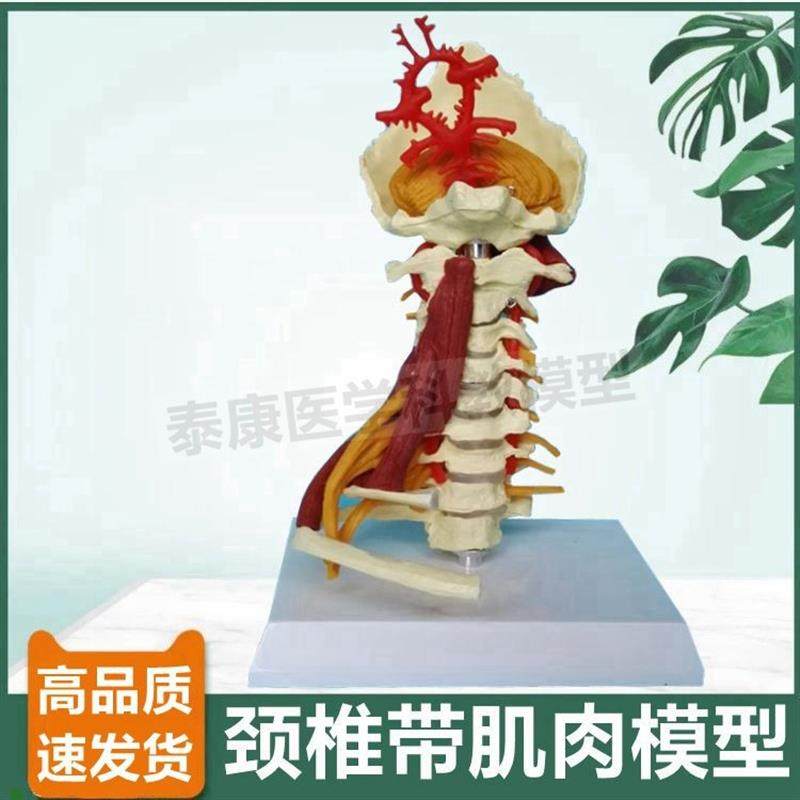 人体颈椎模型小脑枕骨颈r部肌肉血管肋骨正骨小针刀康复瑜伽健身