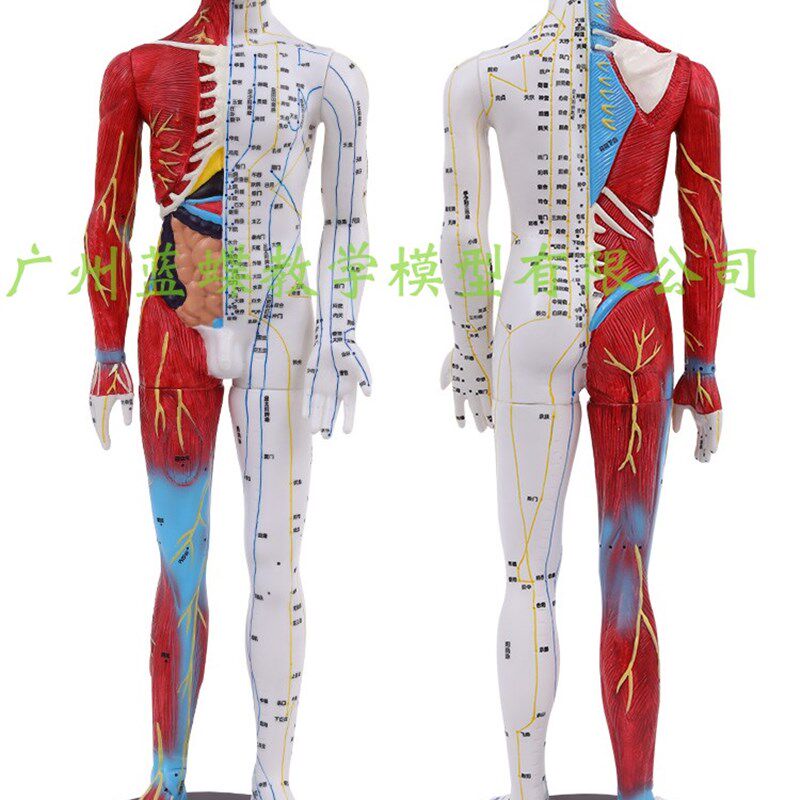 人体穴位模型反射区经络按摩u男女超清晰针灸半皮半肌肉解剖60CM