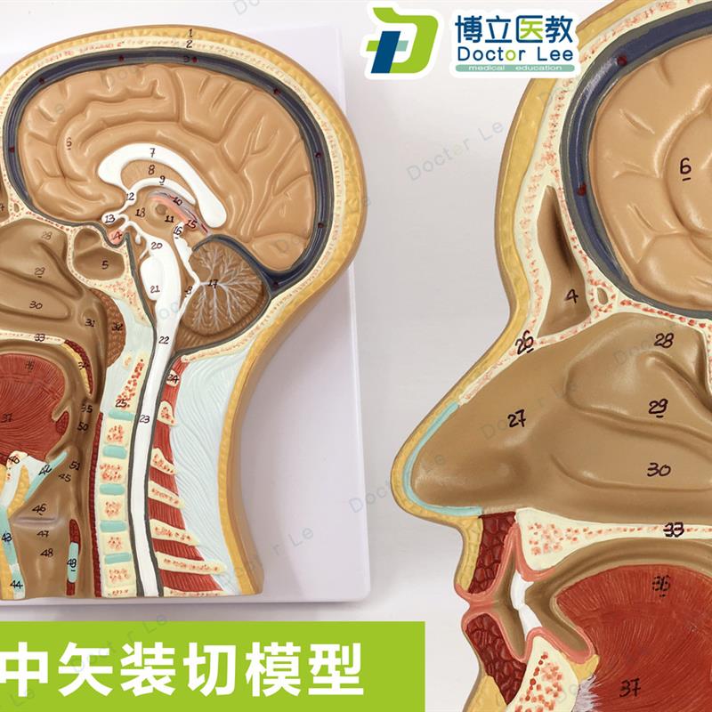 头部正中矢状切面m模型头颅脑模型头部解剖模型耳鼻喉解剖