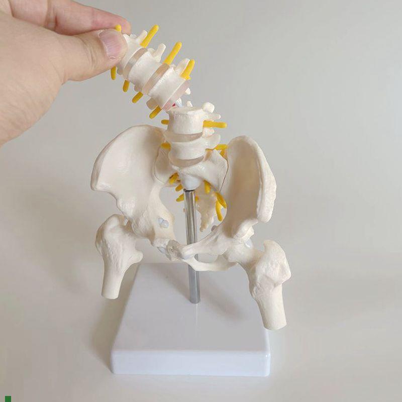 女盆骨模型关节可活动拆卸月嫂家政产后康复功能T练习盆底肌修复