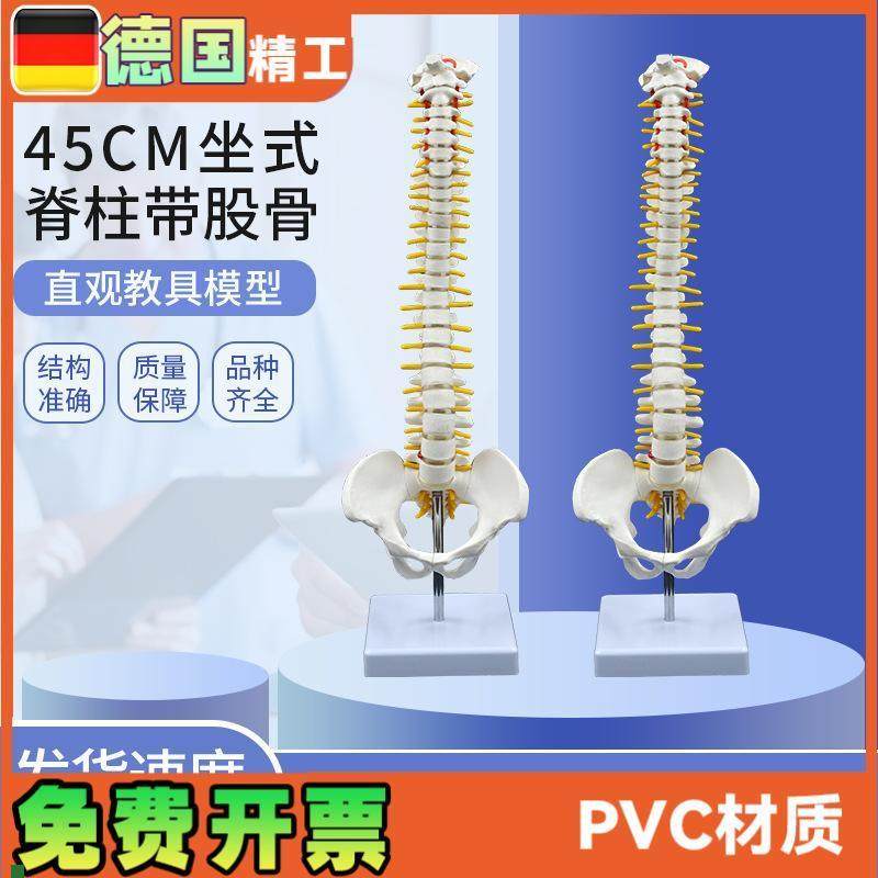 45CM人体脊柱模型人体骨骼骨架脊椎G椎间盘神经颈椎胸椎尾椎骨盆