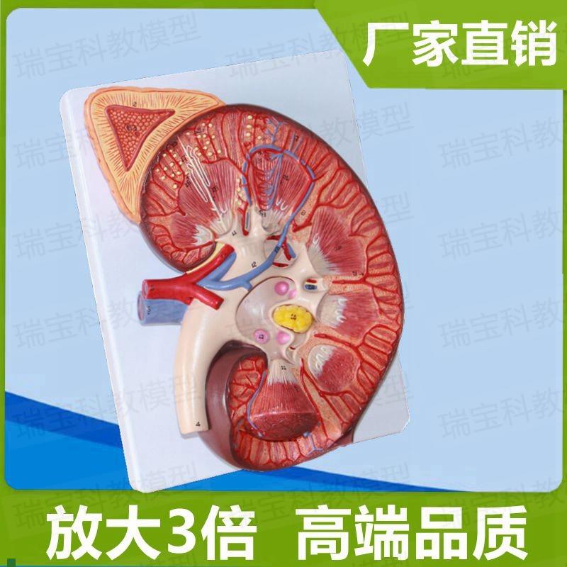 肾脏放大b模型肾上腺仿真人体肾模具医用教学生物课配套中学生器