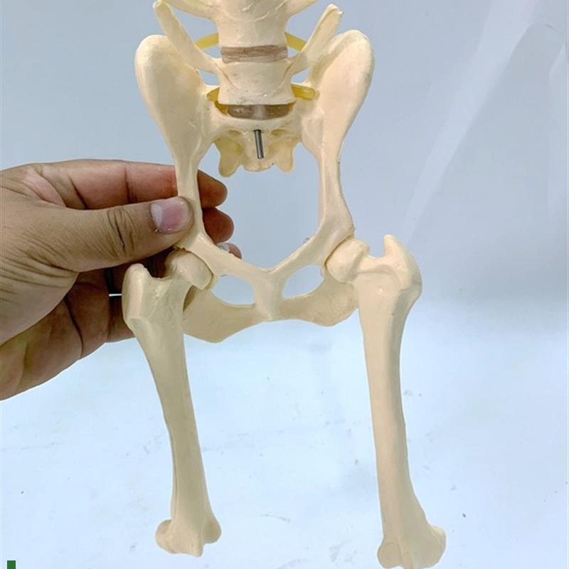 狗的髋骨头关h节仿真骨四肢腿骨脊柱肱骨肩胛骨动物标本犬骨模型