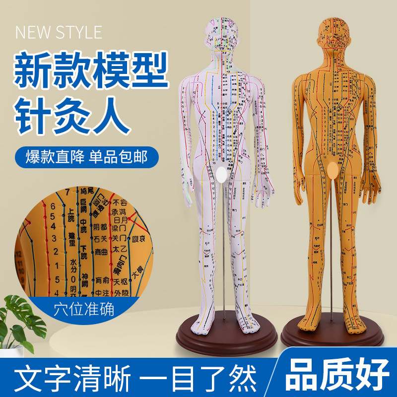 52cm针灸穴位人体模q型中医教学全身高清经络图人模推拿小皮人扎
