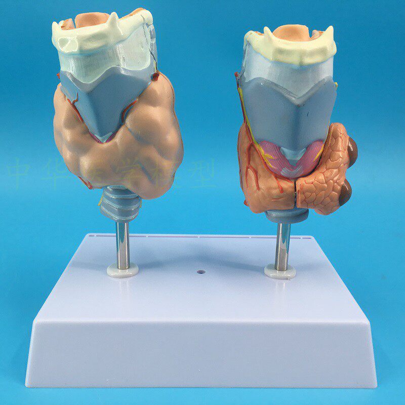 甲状腺病理模型 甲状腺 甲亢甲z低 甲状腺肿留模型 甲状腺病理模