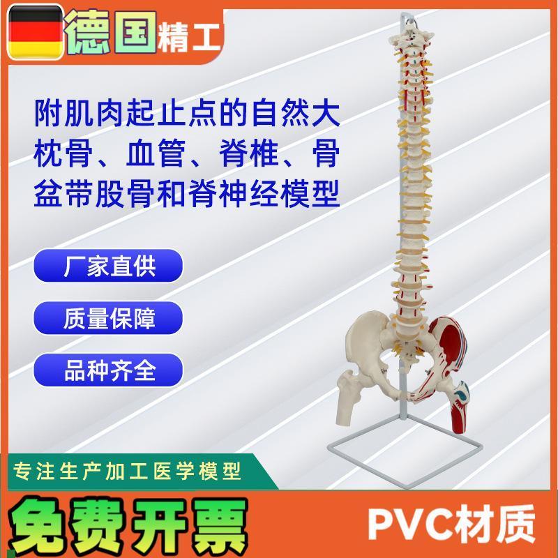 附肌肉起止点的自然o大枕骨血管脊椎骨盆带股骨和脊神经模型