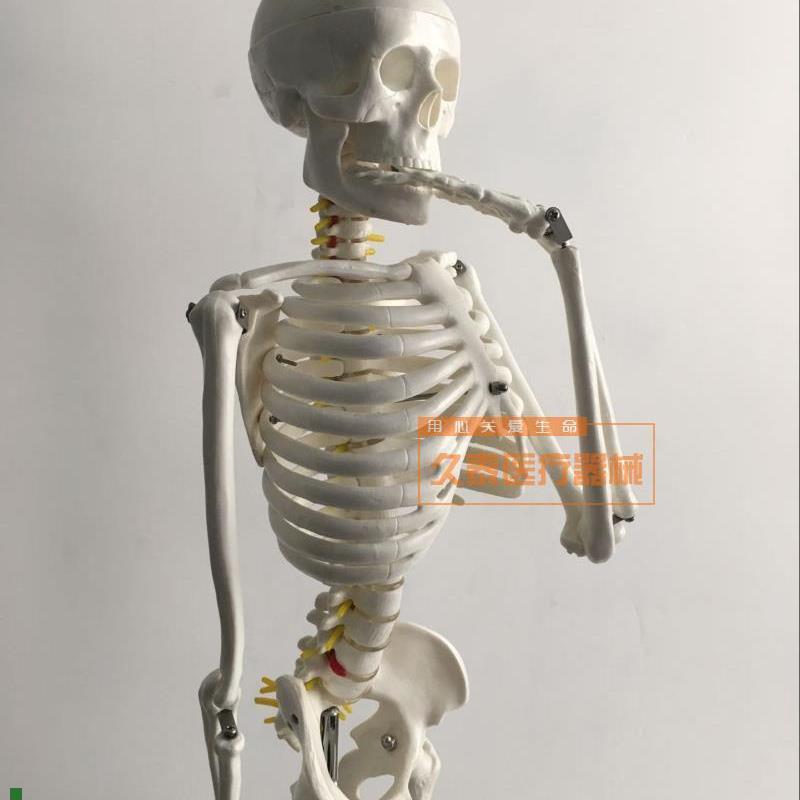 人体骨骼模型85cm脊柱脊椎神经椎间L盘正骨教学骨架医用模型