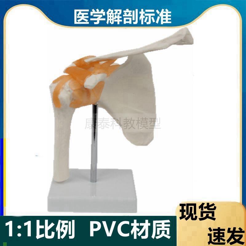 肩关节模型1比1j仿真肩部韧带骨骼康复功能医用肌肉起止点健身瑜