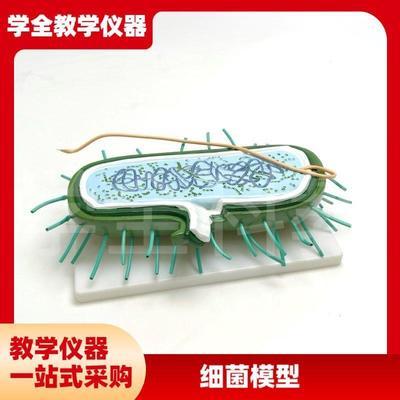 细菌模型高倍放大细胞病毒细菌标本染I色体鞭毛生物教学展示模型