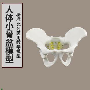 小型五节b腰椎带盆骨附椎间盘神经模型人体骨骼模型骨架模型