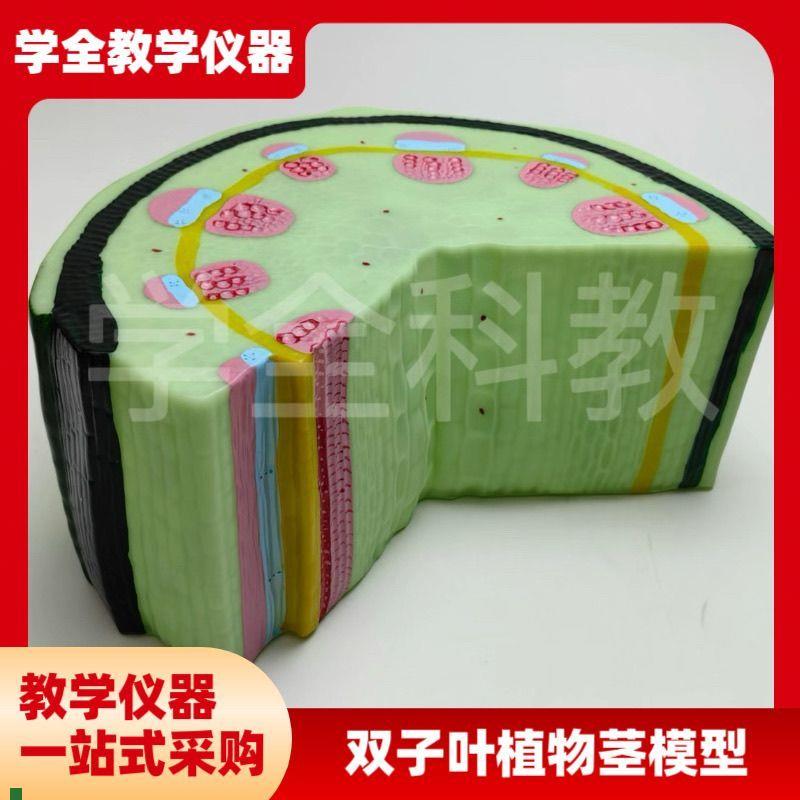 双子叶植物茎模型k结构组织构造标本放大解剖切面模具生物教学仪