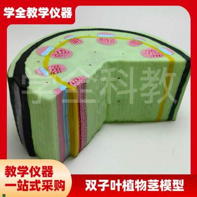 双子叶植物茎模型k结构组织构造标本放大解剖切面模具生物教学仪