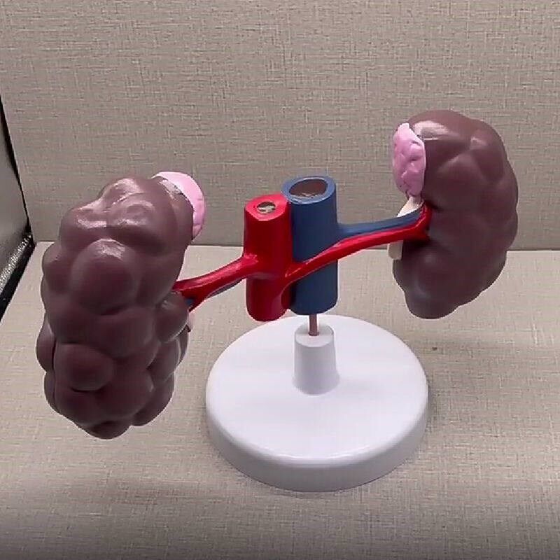 牛内脏模型泌尿系统仿真肾脏标z本可拆卸畜牧兽医动物医院教学展