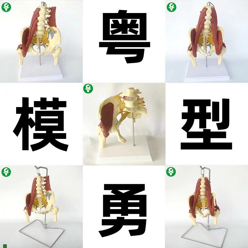 成人腰椎带肌肉模型盆骨腰间w盘突出产妇盆底肌修复演示骶骨神经