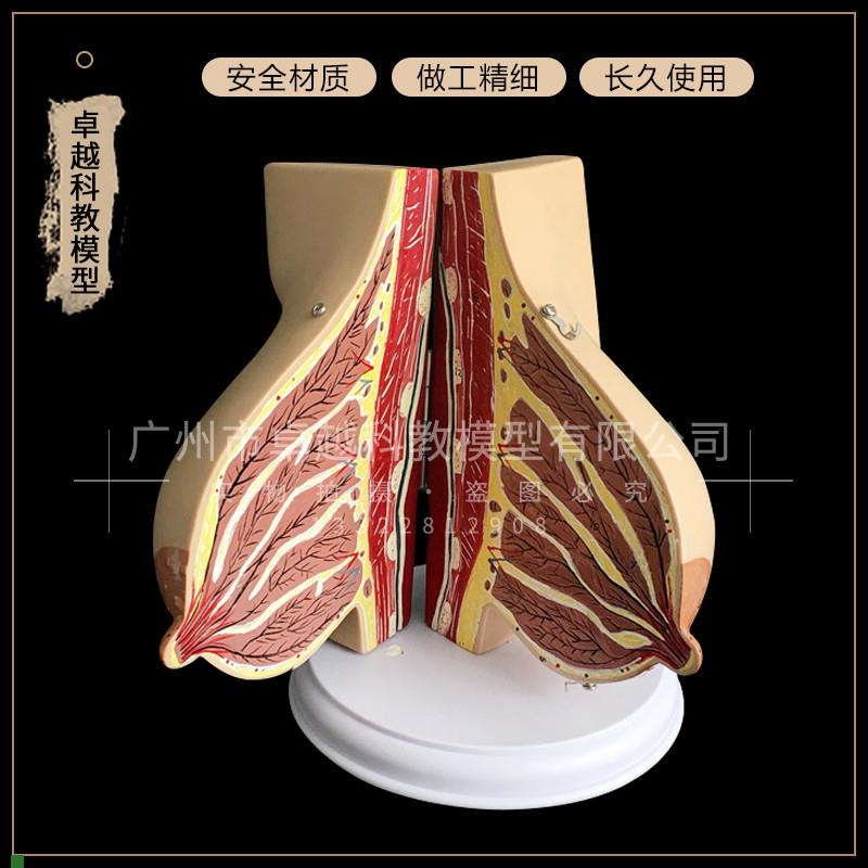 乳房解剖模型g哺乳期乳房模型丰胸整形乳房催乳师培训道具假乳