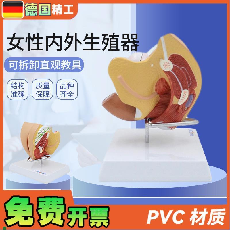 德国】女性子宫j模型卵巢阴道女性内外生殖官模型生殖科妇科演