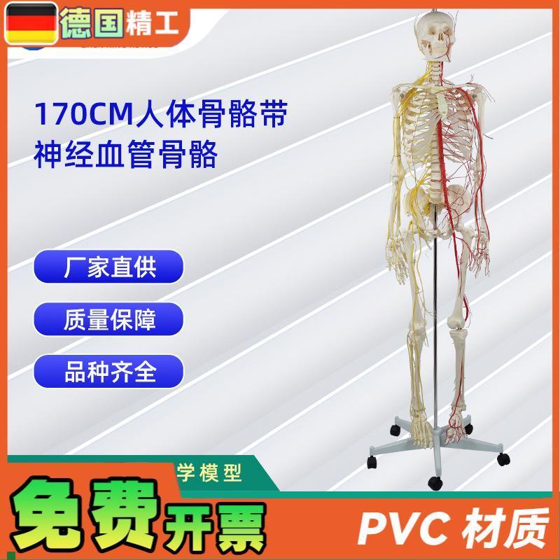 170CMf带神经血管骨骼人体骨骼模型医学展示实验教具