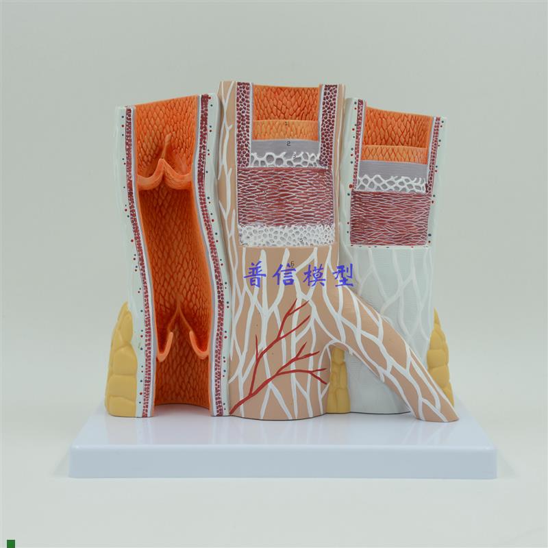 动静脉模型血i管模型动脉静脉模型教医用血管解剖模型