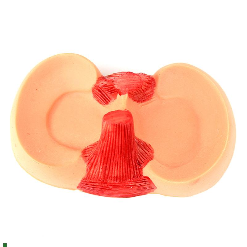 ENOVO颐诺膝关节关节u半月板缝合模型关节镜微创膝盖半月板手术