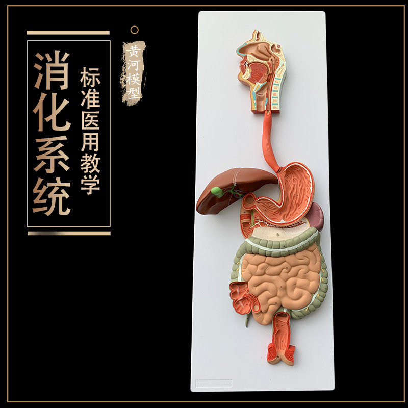 人体消化系统器官解剖模型鼻咽喉心肝肺肾脏大肠医院学Z校教学模