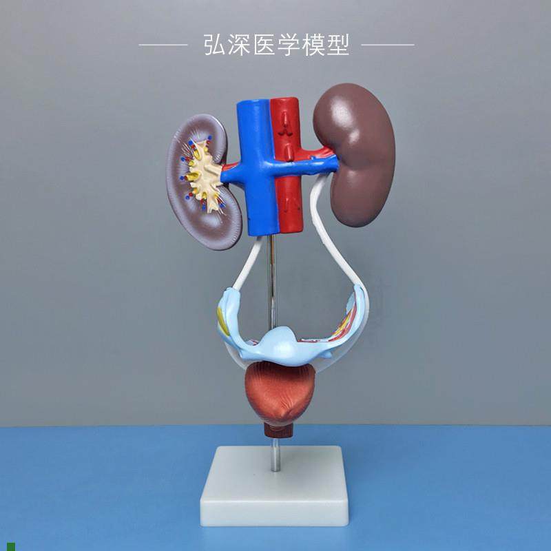 女性泌尿生殖系统j模型肾脏膀胱子宫人体腹部器官结构医学教学模