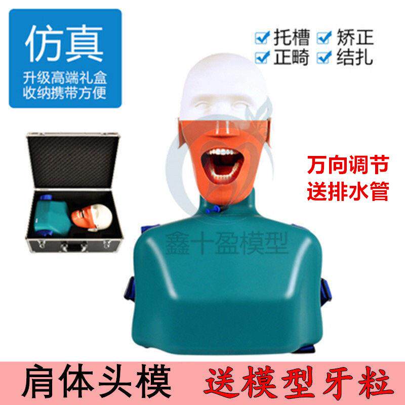 牙科头模仿真练习带肩膀商用头颅模型种植根Q管备牙练习肩体模型