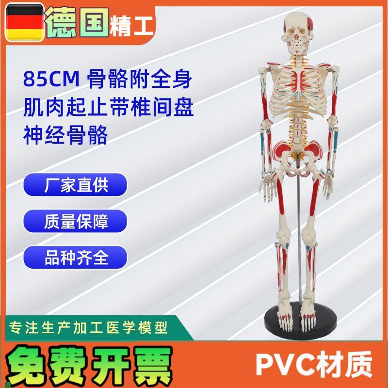 85CM附全身肌肉起止y带椎间盘神经骨骼人体骨骼模型