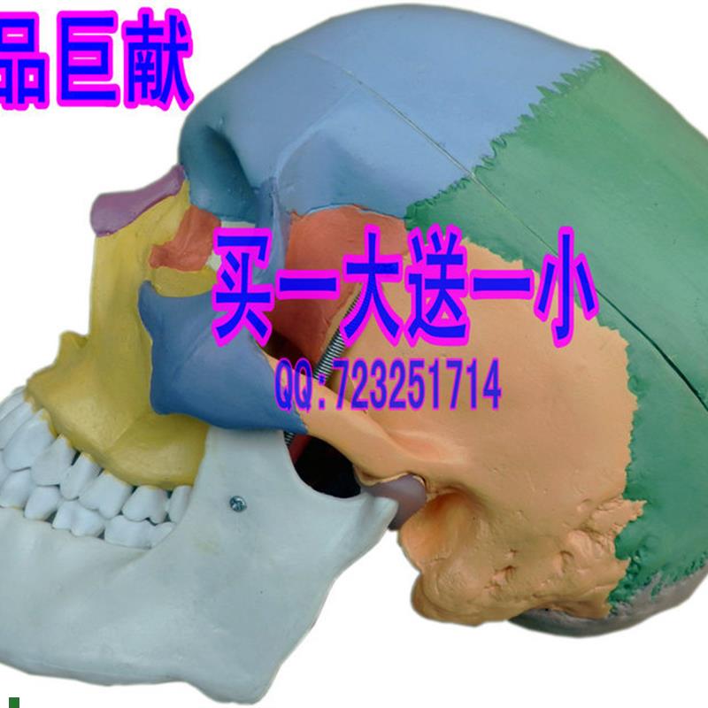 买一赠一高仿真头骨模型头骨分区模型彩色头骨Y模型颅底模型